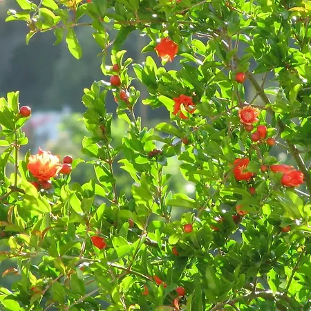 Fiori Di Arancio Apartment